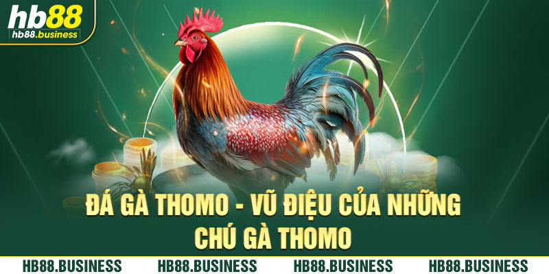 Vũ điệu của những chú gà thomo